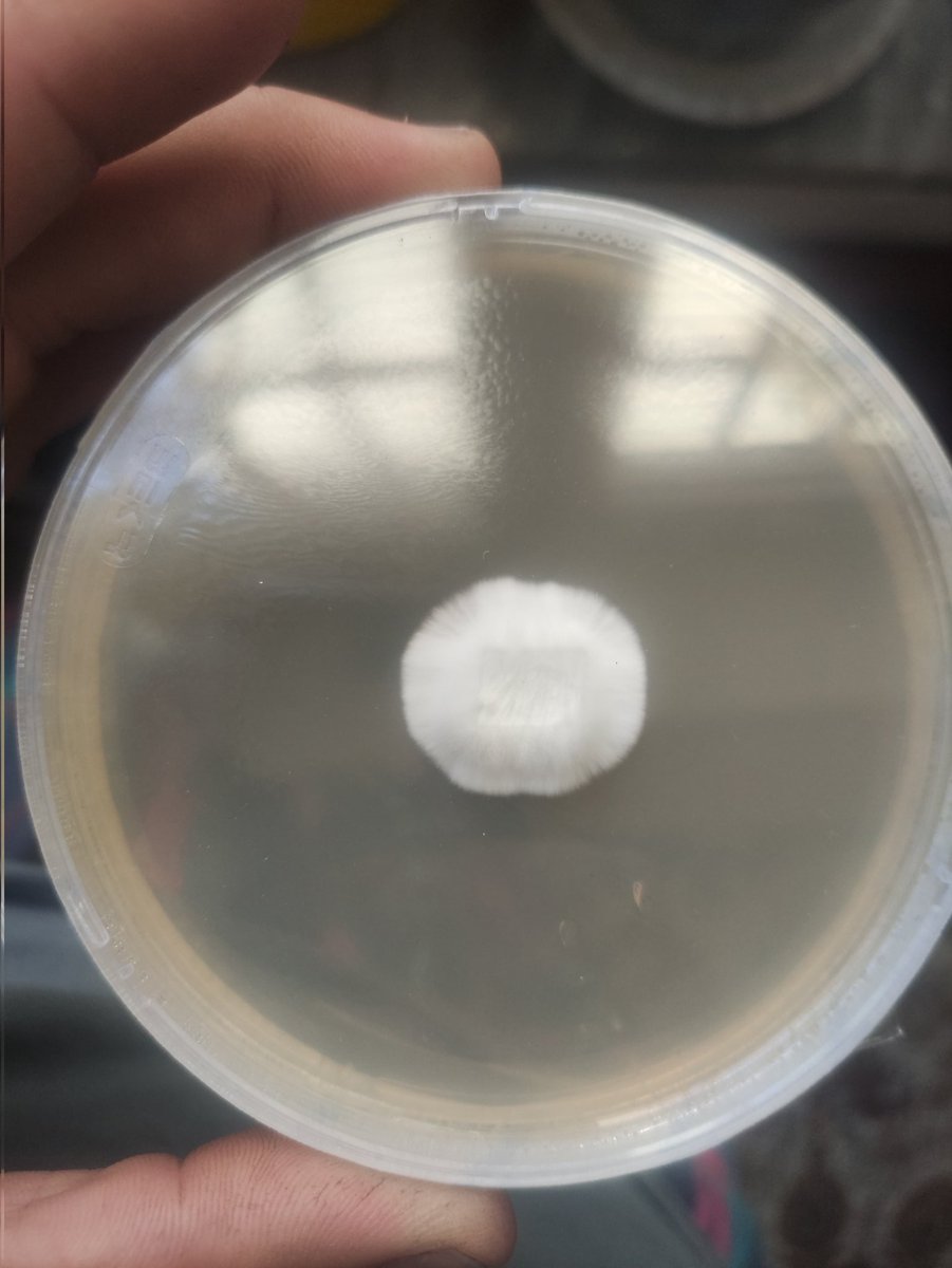 technicalmannn's tweet photo. #mycologi #magicmushrooms https://t.co/iNUVNEuvTz
