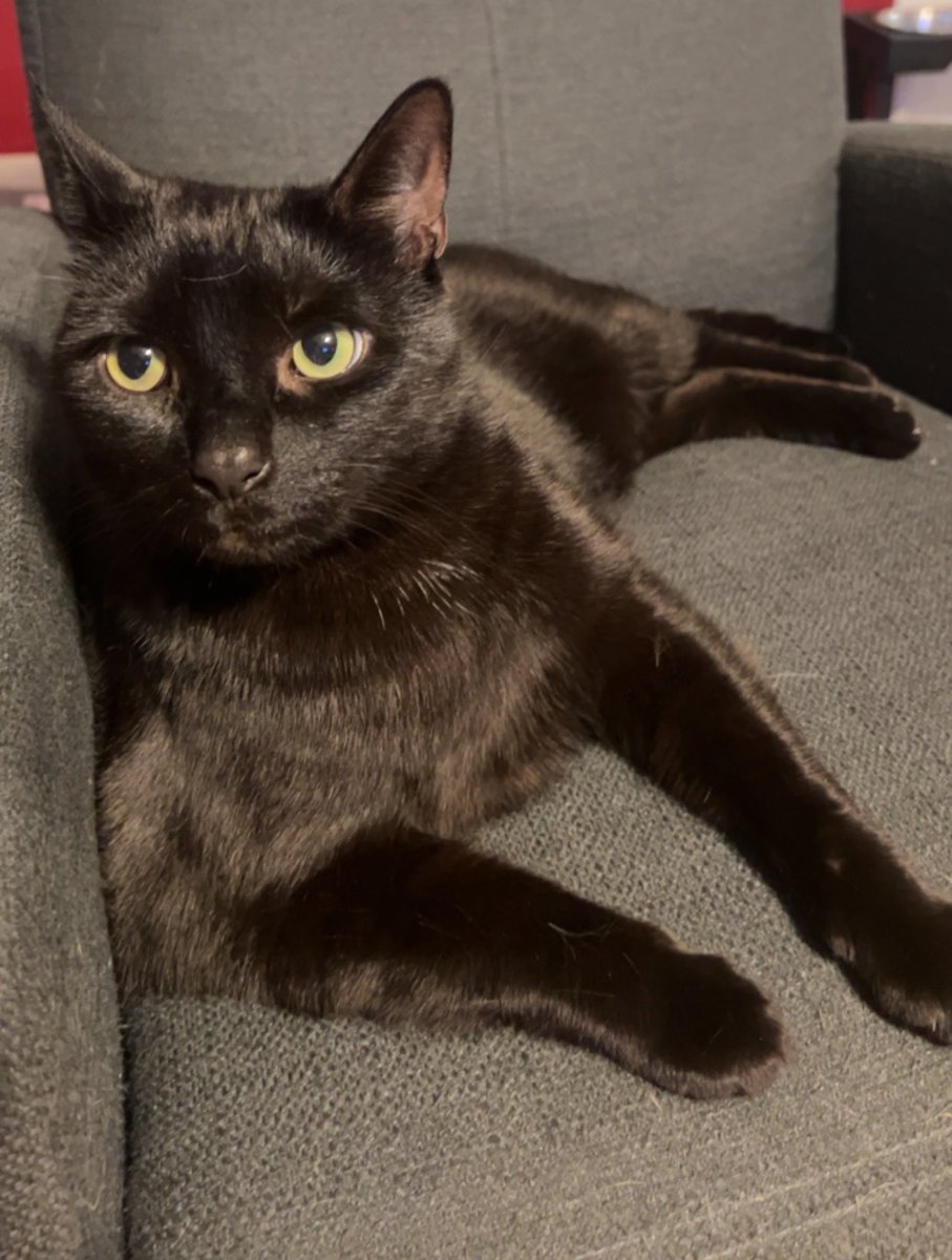 Show me your kitties 🖤