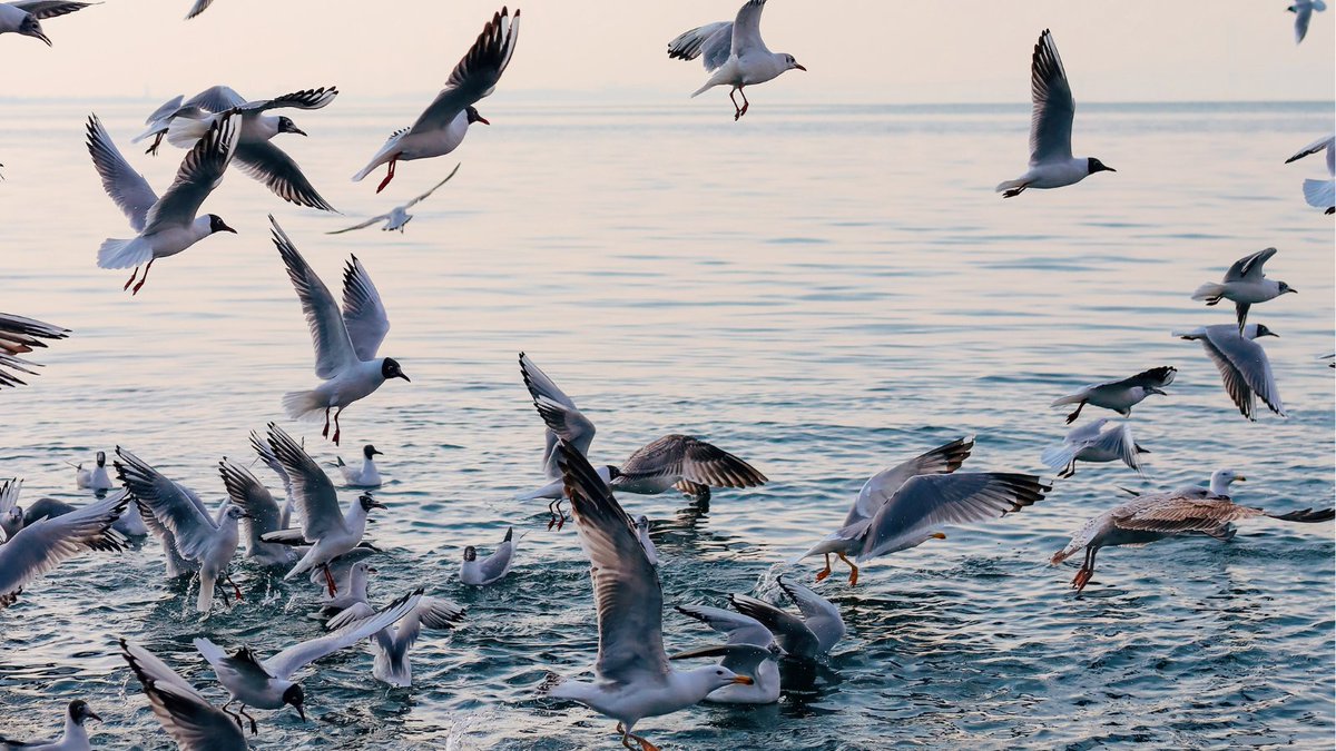 🌱 Podcast Alert | Renewing biodiversity through a people-in-nature approach 🌱 We talk to Kevin Gaston, Professor of Biodiversity and Conservation at the University of Exeter. Listen here 👉 ow.ly/lSfy50PPr2c