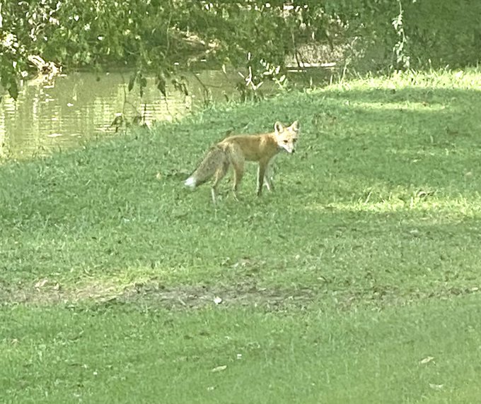 Golfing buddy https://t.co/CS8KwkXrN3