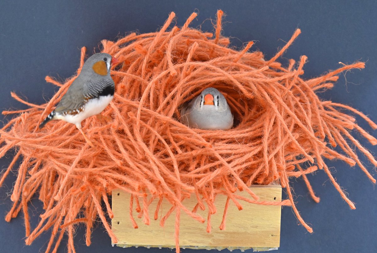 Dept of Psych UAlberta tweet media