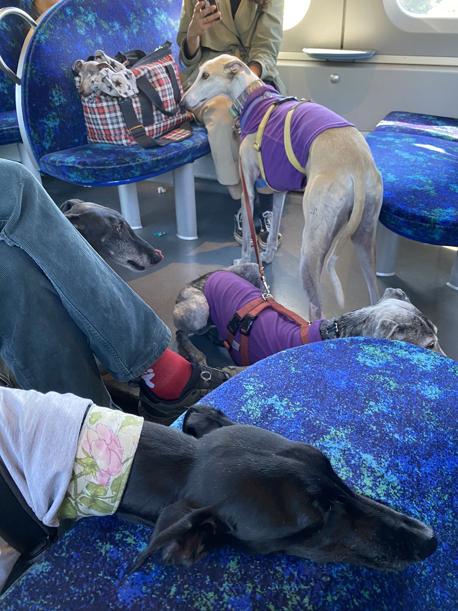 amandafarah's tweet photo. A bunch of tired pointy dogs on a train (it’s okay, they all had tickets). https://t.co/kCGvPhiaIz