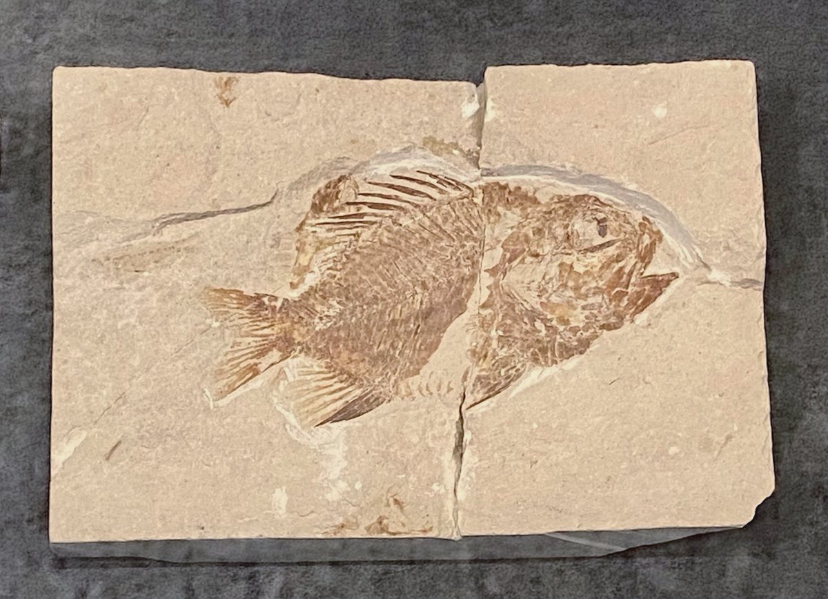 Umm I think we may have found Nemo... 😂 Not a clownfish, but Stichocentrus roamed (swam?) Earth in what is now modern-day Lebanon. Any guesses how old this specimen is? A. 95 million years B. 110 million years C. 65 million years D. 130 million years #TriviaTuesday