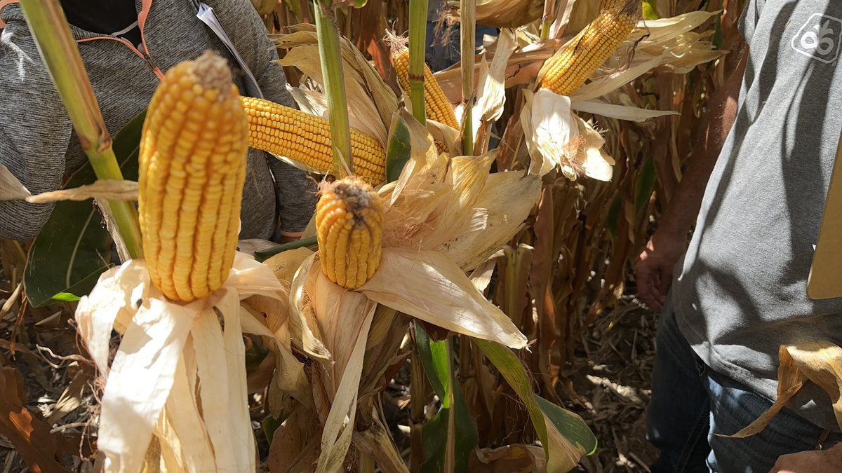 wardynmi's tweet photo. The Pioneer corn tour continued into Custer, Valley and Sherman counties today.  Some really good late season plant health in the lineup.  ⁦@scottduganCCA⁩ ⁦@WarrenCoulter⁩ ⁦@PioneerSeeds⁩ https://t.co/wzVhPcDeps