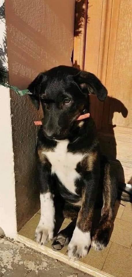 Tweets of Dogs tweet media