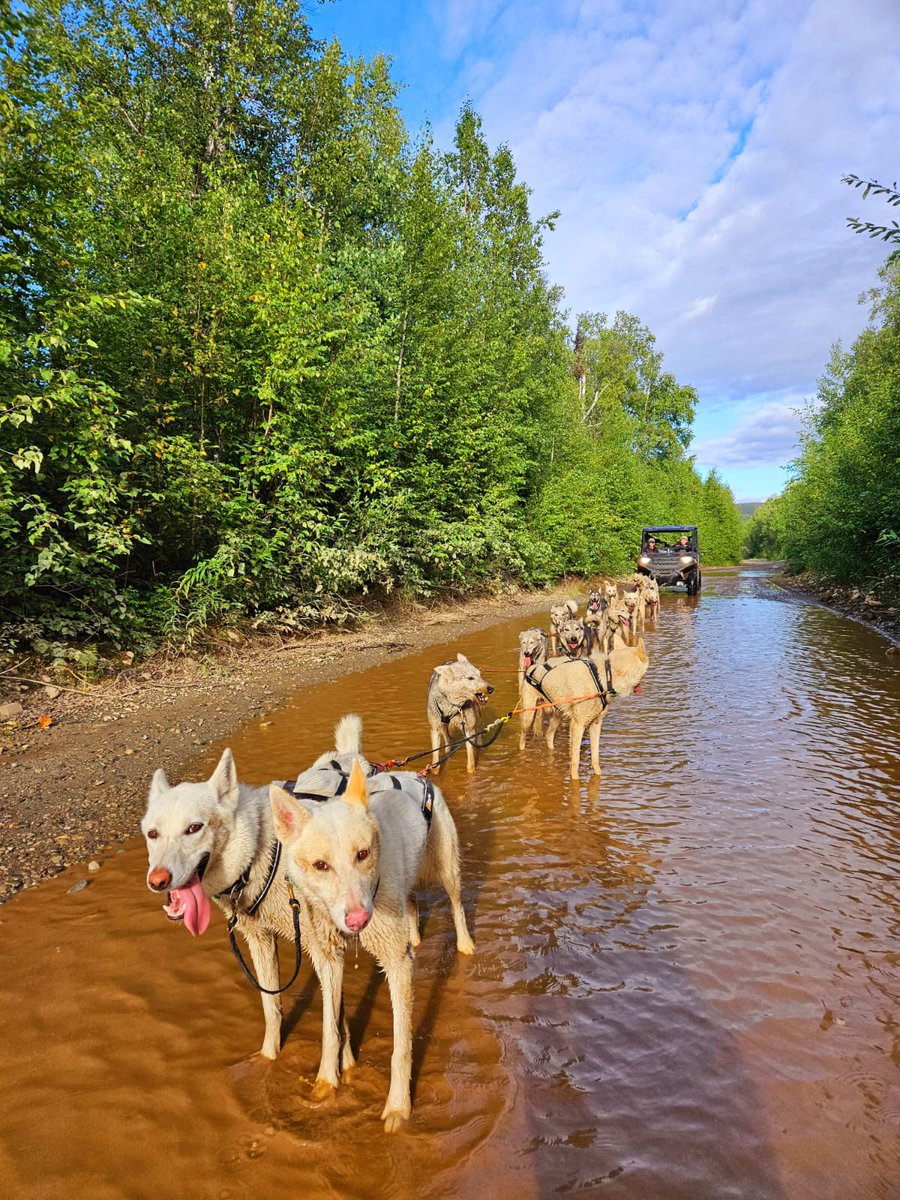 Love these sled dogs! The joy on their faces when they hit the trails is truly something special. 🐕🐕🐕

#alaska #sleddogs #mushing #sleddogtraining #alaska #alaskalove #mushinglife #alaskalife #dogsofinstagram