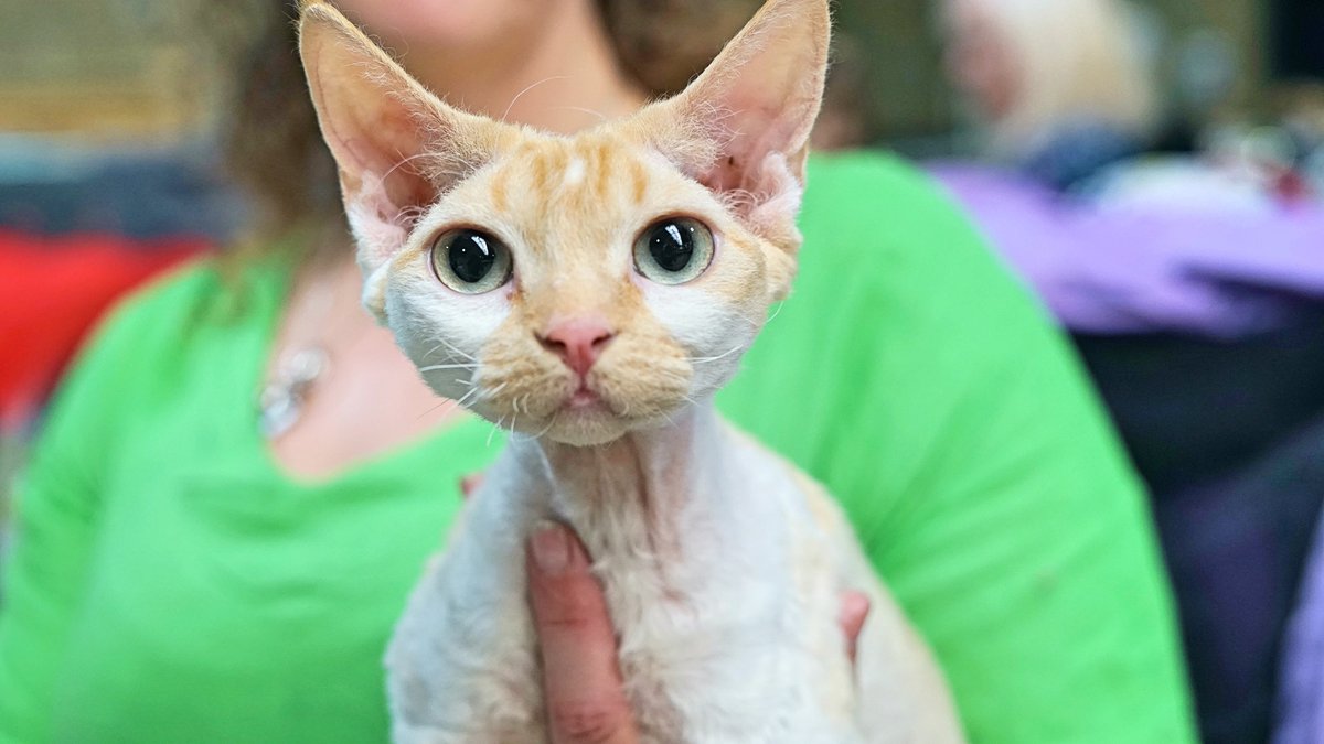 LCWWGroup's tweet image. 🙀 Everyone who enters our Plant City Extravaganza will get FREE entry into our St. Petersburg Extravaganza December 16th and 17th! Entries close end of day tomorrow! 

ALL cats are welcome, Pedigree to Household Pet!
Enter now! 👉 buff.ly/465VoOM 

#florida #catlovers