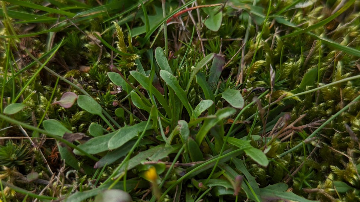 I've been looking for smooth cat's-ear (Hypochaeris glabra) for ages and thought that l'd missed my chance to see it this year. Today I caught it flowering, just a stone's throw away from my new house near Hartlebury Common! #Worcestershire #VC37