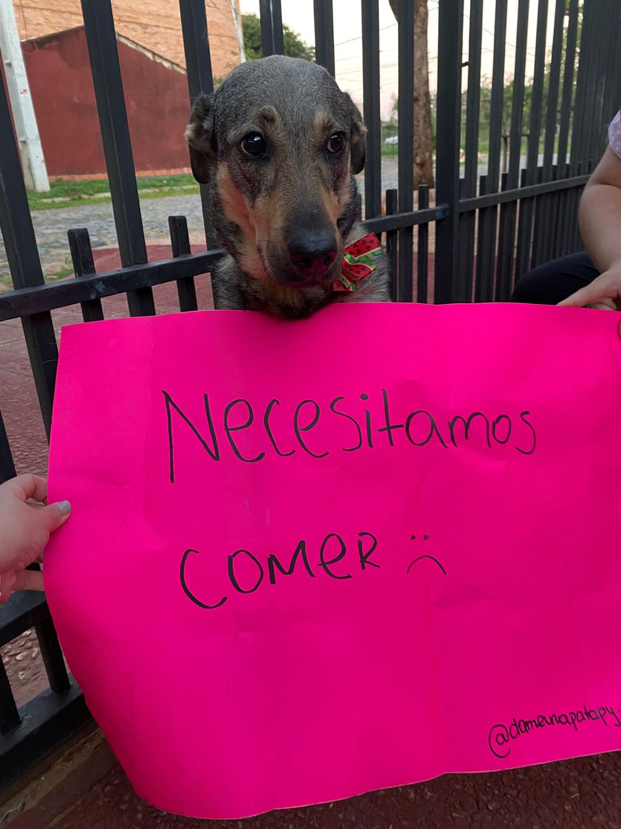 dameunapatapy's tweet image. ¡Hola tías y tíos! Hoy estoy acá en nombre de todos mis hermanitos de la guarde para pedir ayuda porque necesitamos comer 🥹🙏🏼

Se nos acabó el balanceado y lo último que tenemos es para nuestra de cena de HOY 💔 Mañana ya no tendremos para nuestro desayuno lastimosamente.