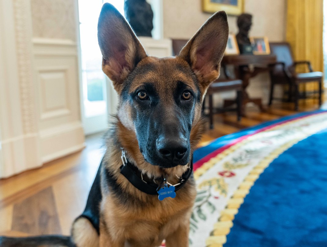 BNONews's tweet photo. Biden's dog Commander bites Secret Service agent at the White House, causing injuries which were treated by medical personnel, spokesman says https://t.co/gSwpwtScsN