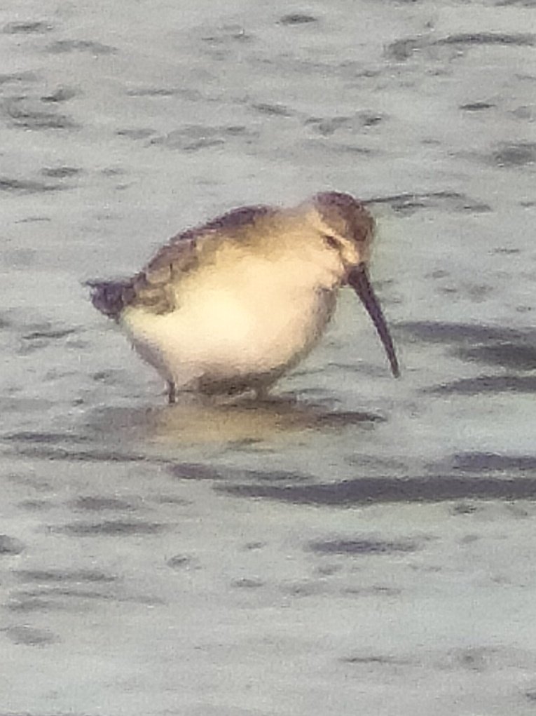 Sadly dipped the Sharp tailed Sandpiper today, but it was far from a wasted day as during the best part of 7 hours there, I had great views of many fantastic waders inc. Spotted Redshank, Ruff and Curlew Sand, plus a flyby Bittern at the end, a life tick for my Dad!