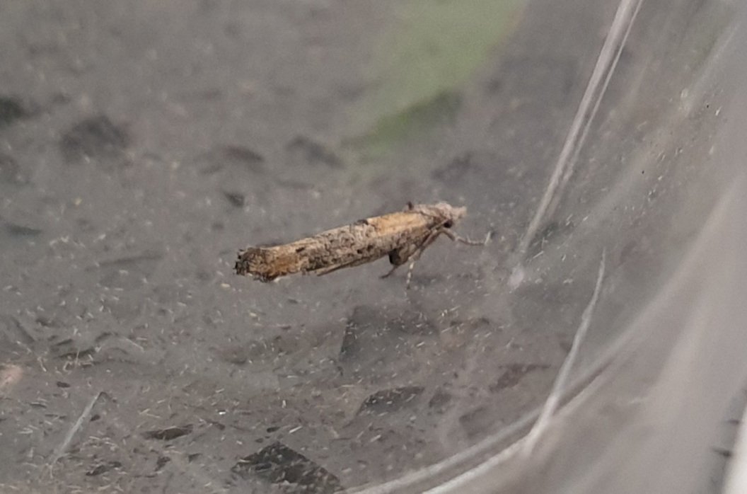 Zelleria Oleastrella NFG, Dartford. Not many British records, it seems. This is the 4th recorded for Kent and the 1st seen away from Hythe. Migrant from Spain or import? The current warm southerlies perhaps favour the former.