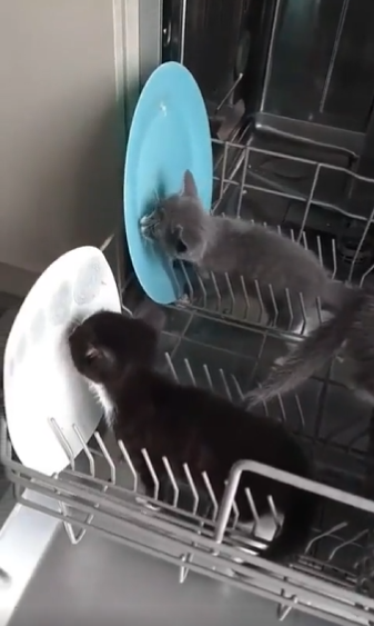 DontShowYourCat's tweet photo. dishwashing duty https://t.co/VDYqTfZOv6