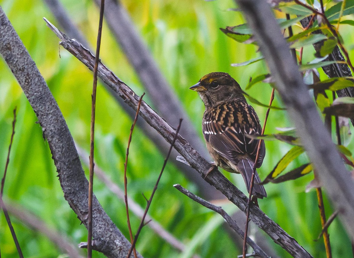 naturenickpics's tweet photo. Took some effort, but I spotted the Golden-crowned Sparrow seen in the area today #birding #birdwatching #birdphotography #nature #naturephotography #yeg #alberta #birdsofalberta #sparrow https://t.co/ls9DnXRq6e