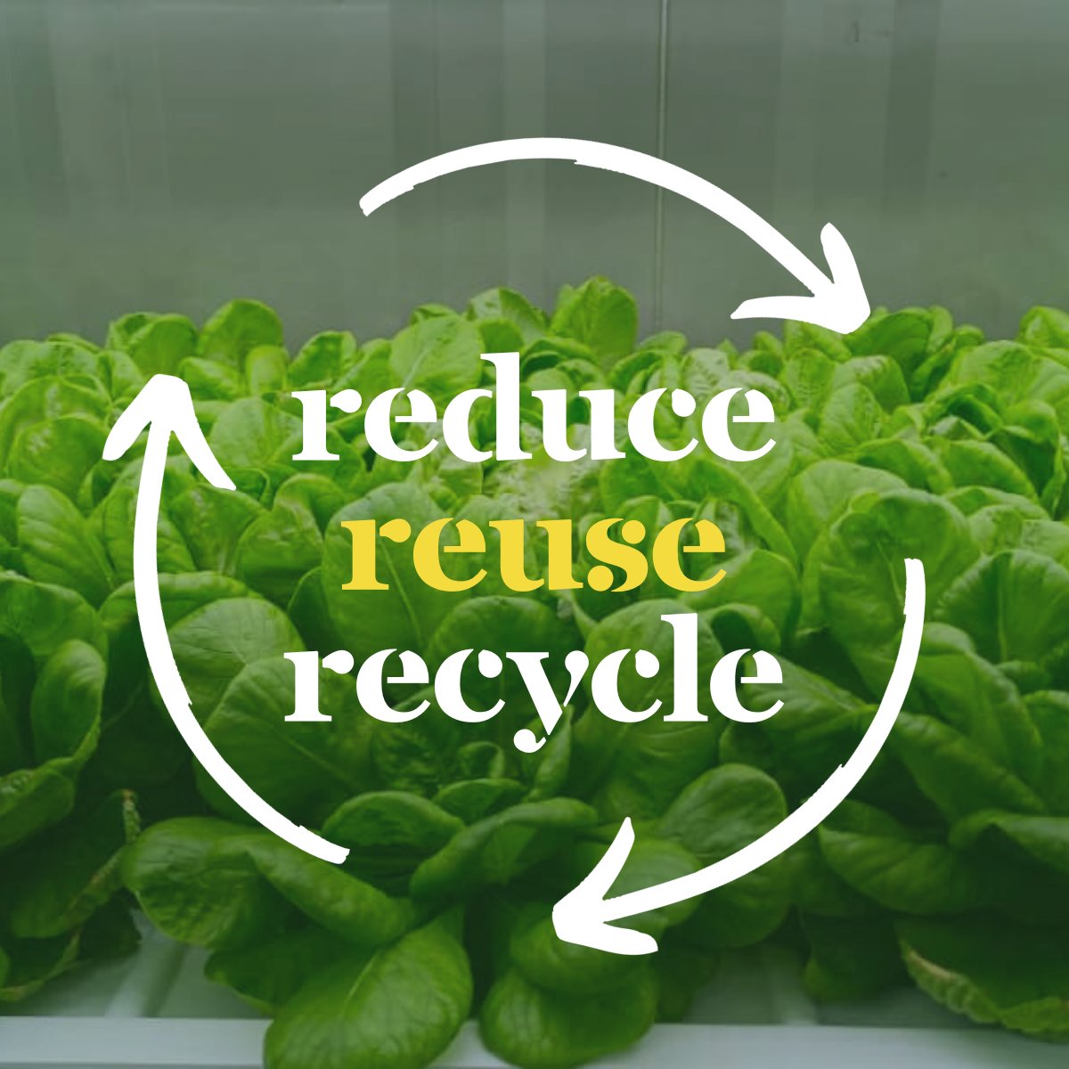 🌱🌿 Sustainability isn't just a buzzword; it's an absolute necessity in today's world. At Vertiseed Farms, we're on a mission to revolutionize agriculture, and our HarvestHub Container Farm is at the heart of this green transformation. 🌍💚
buff.ly/3PoIpRf 
#HarvestHub