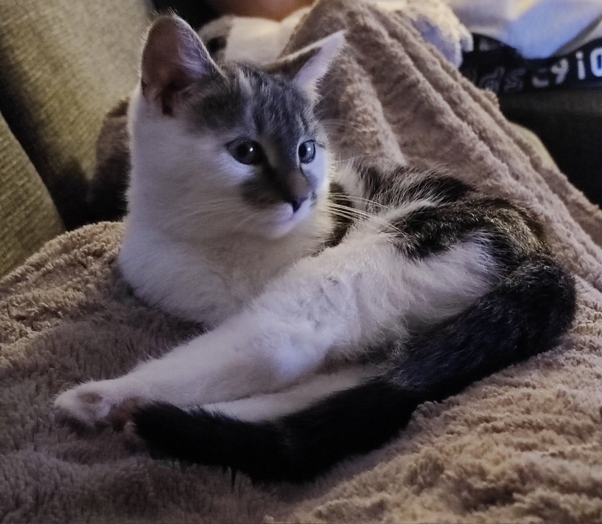 Sir Thomas Glubsch von Kuschelwuschel 😺 tweet media