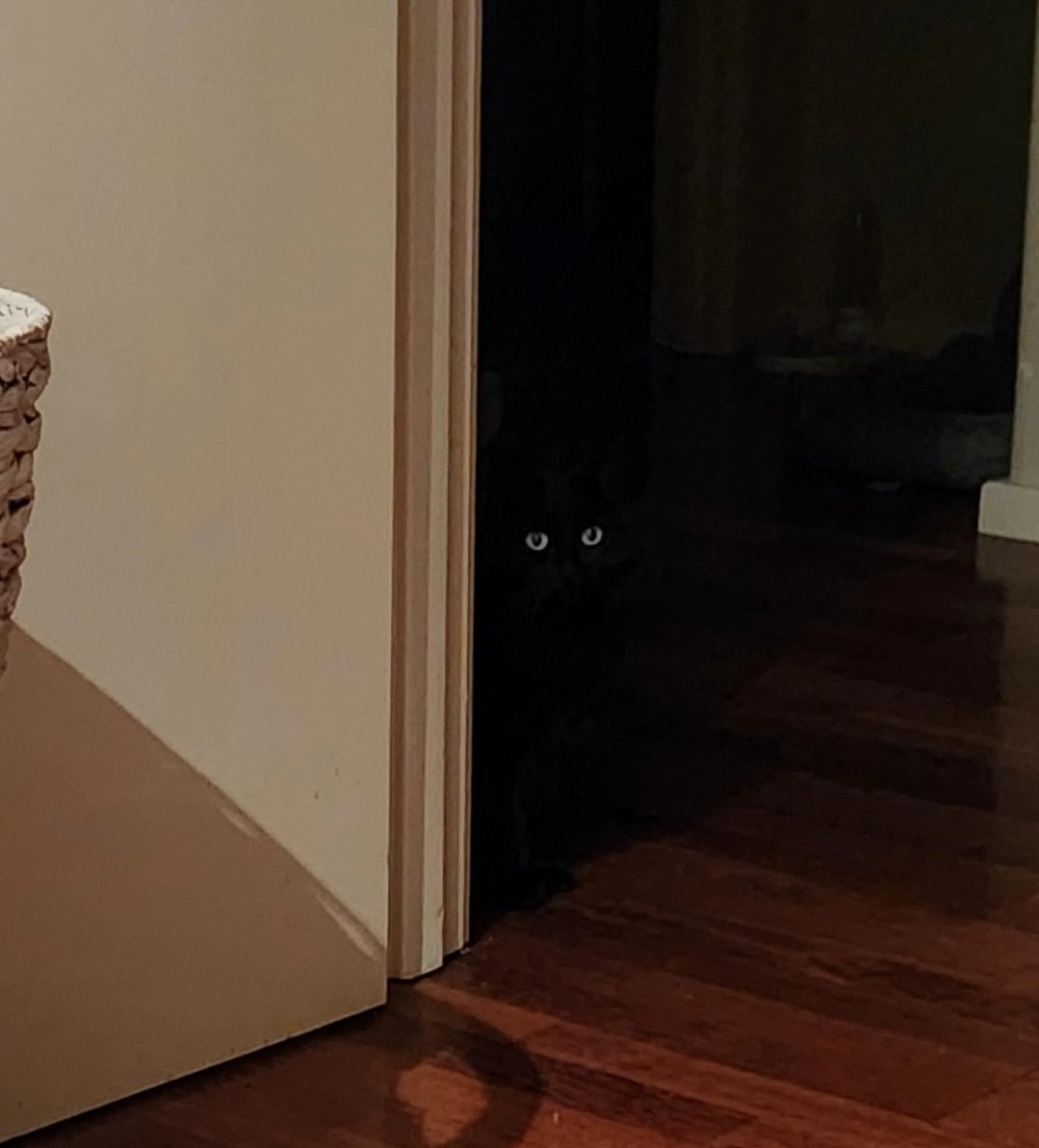eyes in the dark