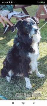 🆘20 SEPT 2023 #Lost FLOYD #ScanMe OLDER Black & White Border Collie Male #Ackworth , but recent sighting at #Langsett near the Reservoir Car Park #WF4 Red collar. Floyd has a very serious, life limiting heart condition. SIGHTINGS PLZ ☎️O7840018216. doglost.co.uk/dog-blog.php?d…