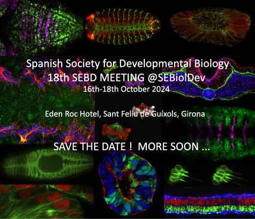 SEBiolDev's tweet photo. 📣 Calling all @SEBiolDev members! The next #SEBD meeting will take place from the 16th to the 18th of October 2024 at the Eden Roc Hotel in Sant Feliu de Guixols. Save the date for #SEBD2024 👇🏻👇🏻👇🏻 https://t.co/loILX0oczD