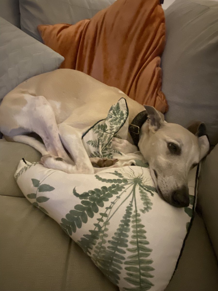 alrapids1's tweet photo. @contextdogs Monty https://t.co/e0pvUEYSPS