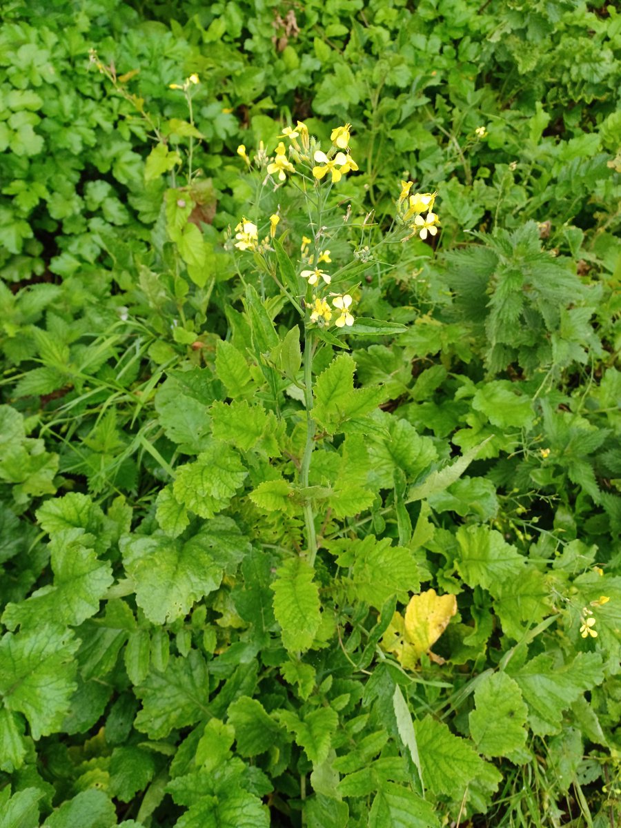 Zoe Devlin (@zoedev1174) on Twitter photo Sea Radish at Killiney, Co Dublin today <a href="/BSBI_Ireland/">BSBI Ireland</a> <a href="/BioDataCentre/">Biodiversity Ireland</a> <a href="/wildflower_hour/">wildflowerhour</a> Sea Radish at Killiney, Co Dublin today <a href="/BSBI_Ireland/">BSBI Ireland</a> <a href="/BioDataCentre/">Biodiversity Ireland</a> <a href="/wildflower_hour/">wildflowerhour</a>