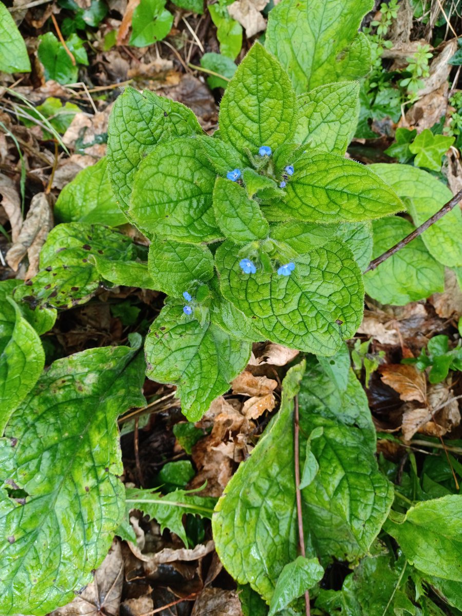 Zoe Devlin (@zoedev1174) on Twitter photo Green Alkanet at Killiney, Co Dublin today <a href="/wildflower_hour/">wildflowerhour</a> <a href="/BioDataCentre/">Biodiversity Ireland</a> <a href="/BSBI_Ireland/">BSBI Ireland</a> Green Alkanet at Killiney, Co Dublin today <a href="/wildflower_hour/">wildflowerhour</a> <a href="/BioDataCentre/">Biodiversity Ireland</a> <a href="/BSBI_Ireland/">BSBI Ireland</a>