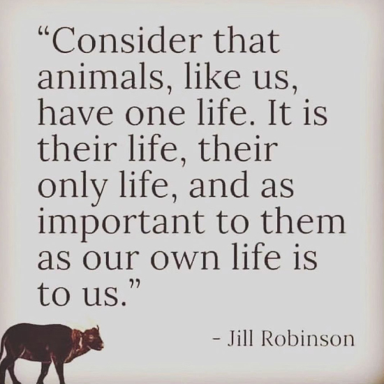 Meat-Free Plate tweet media