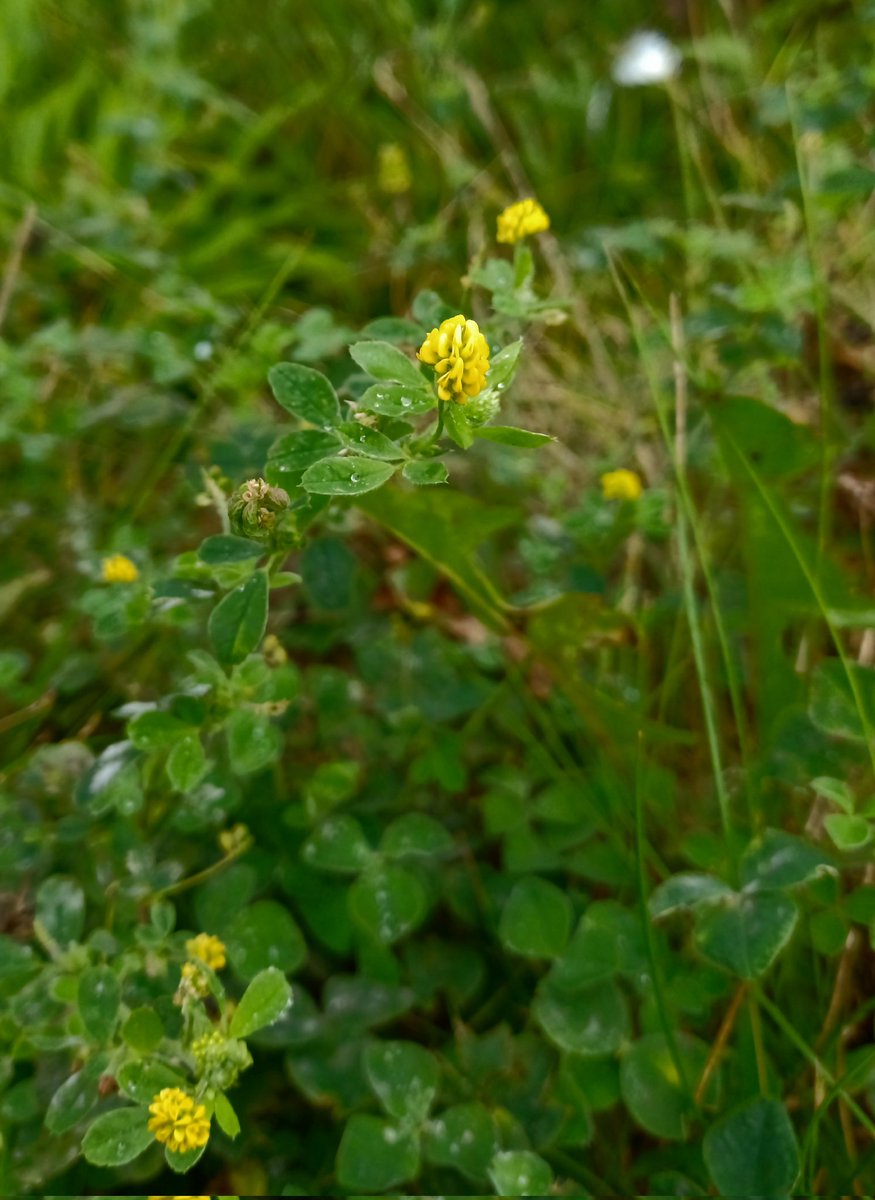 Zoe Devlin (@zoedev1174) on Twitter photo Black Medick at Killiney, Co Dublin today. <a href="/BSBI_Ireland/">BSBI Ireland</a> <a href="/BioDataCentre/">Biodiversity Ireland</a> <a href="/wildflower_hour/">wildflowerhour</a> Black Medick at Killiney, Co Dublin today. <a href="/BSBI_Ireland/">BSBI Ireland</a> <a href="/BioDataCentre/">Biodiversity Ireland</a> <a href="/wildflower_hour/">wildflowerhour</a>