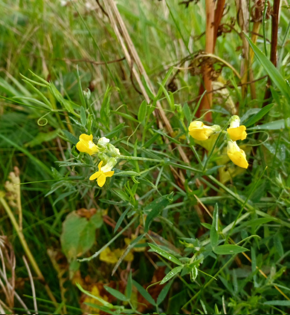 Zoe Devlin (@zoedev1174) on Twitter photo Meadow Vetchling at Killiney, Co Dublin today. <a href="/BioDataCentre/">Biodiversity Ireland</a> <a href="/BSBI_Ireland/">BSBI Ireland</a> <a href="/wildflower_hour/">wildflowerhour</a> Meadow Vetchling at Killiney, Co Dublin today. <a href="/BioDataCentre/">Biodiversity Ireland</a> <a href="/BSBI_Ireland/">BSBI Ireland</a> <a href="/wildflower_hour/">wildflowerhour</a>