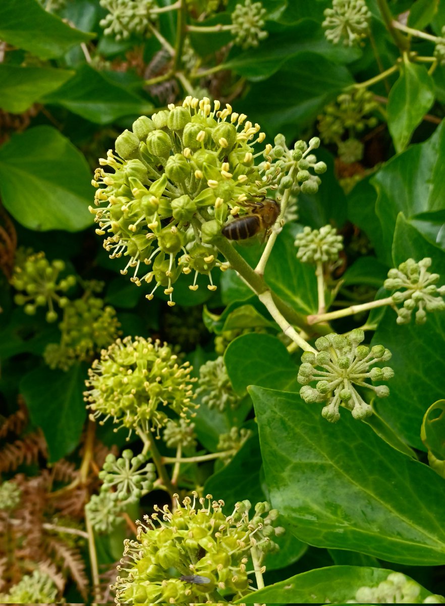 Zoe Devlin (@zoedev1174) on Twitter photo There were umpteen Ivy flowers being visited by pollinators at Killiney, Co Dublin today. <a href="/BSBI_Ireland/">BSBI Ireland</a> <a href="/BioDataCentre/">Biodiversity Ireland</a> <a href="/wildflower_hour/">wildflowerhour</a> There were umpteen Ivy flowers being visited by pollinators at Killiney, Co Dublin today. <a href="/BSBI_Ireland/">BSBI Ireland</a> <a href="/BioDataCentre/">Biodiversity Ireland</a> <a href="/wildflower_hour/">wildflowerhour</a>