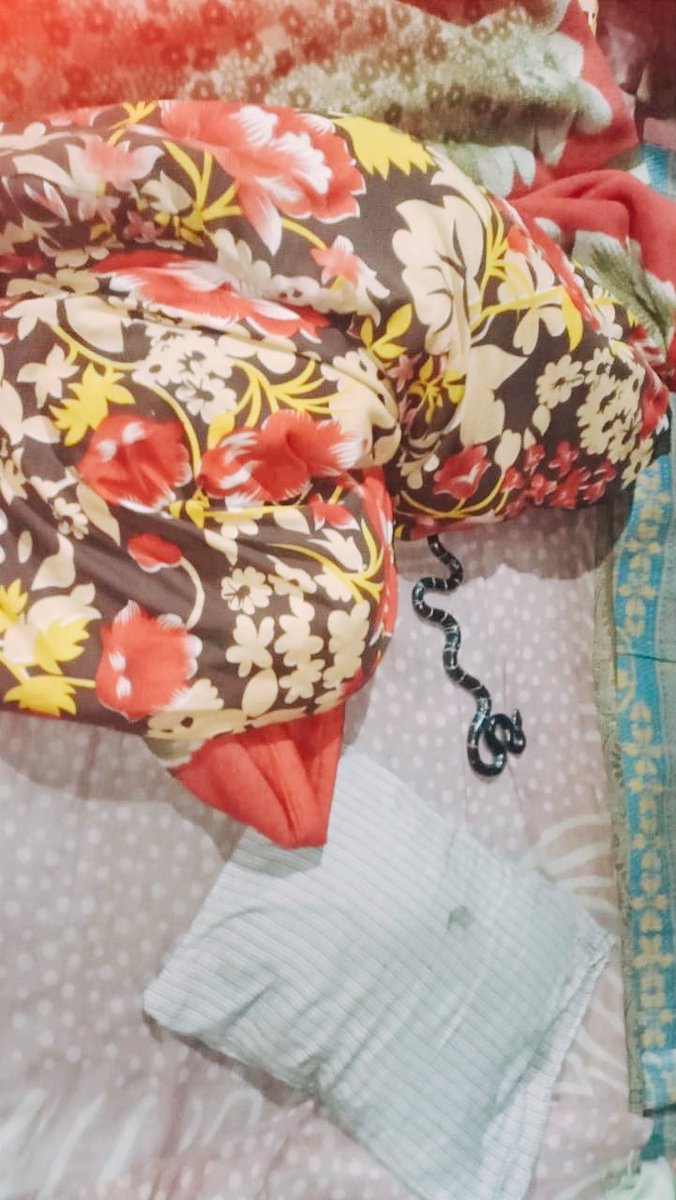SHEINDIA1's tweet photo. A Common krait fell on the bed from the roof. The incident happened between 9-10pm today in Seoni, Madhya Pradesh. Fortunately no one was bitten and the snake was safely relocated. Sleeping below a well tucked mosquito net can save people from snakebites. #BeInformedBeSafe https://t.co/a4Jt6whyRV