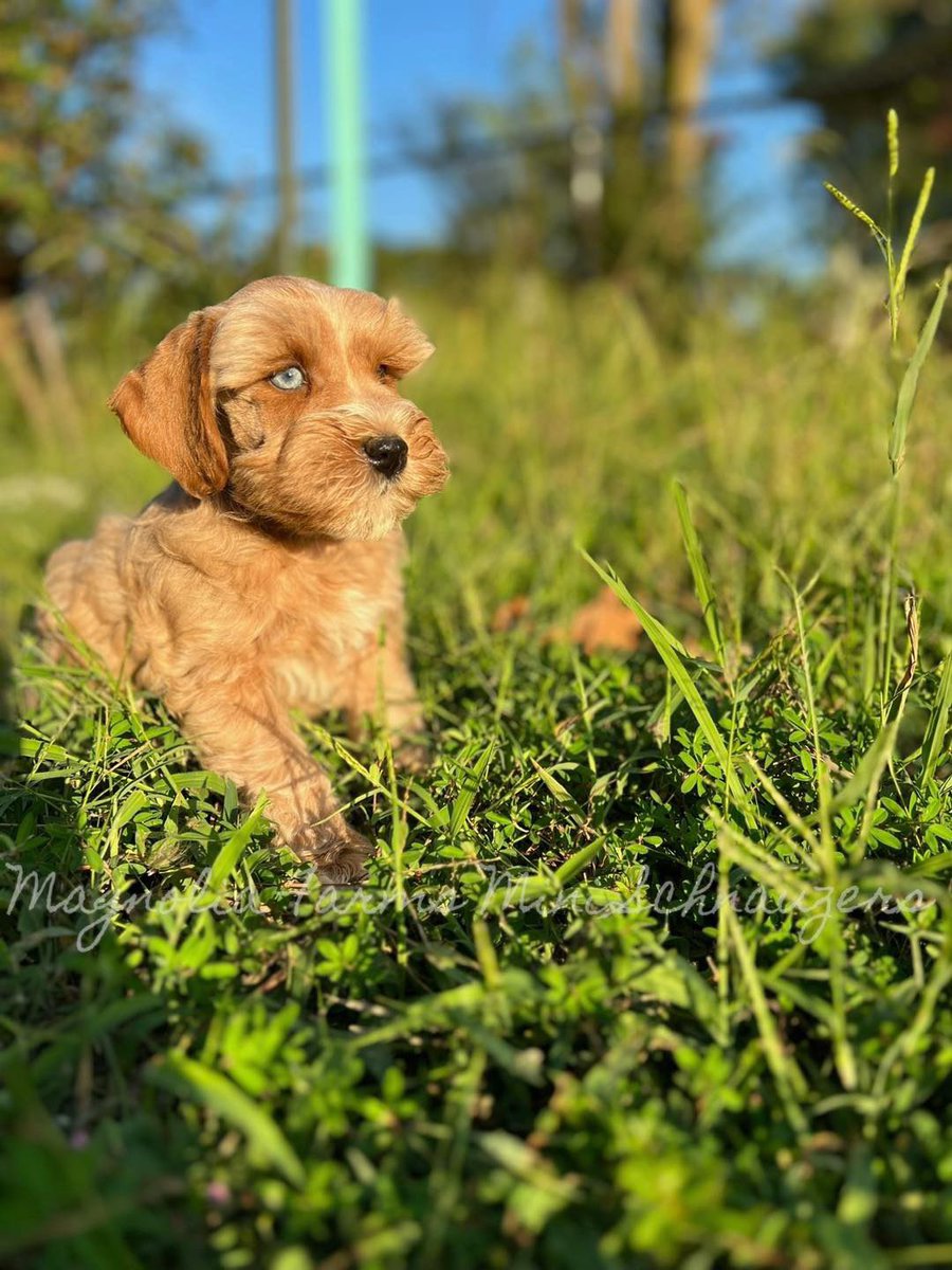 FarmsPaws's tweet photo. Such a pretty boy #schnoodle #puppiesoftwitter #puppiesofX #puppylove #tiny #blueeye https://t.co/1PWgLJ14tQ