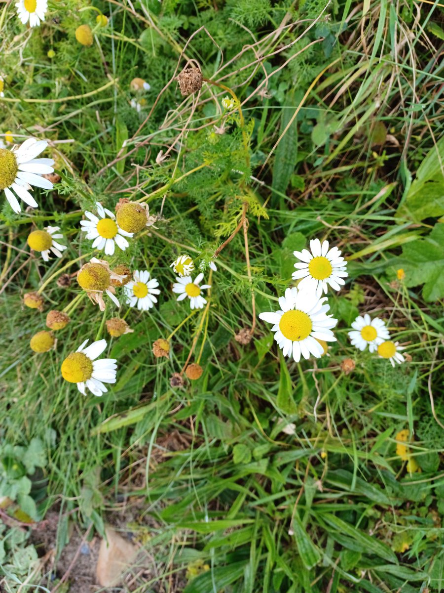 Zoe Devlin (@zoedev1174) on Twitter photo Sea Mayweed at Killiney, Co Dublin today <a href="/BSBI_Ireland/">BSBI Ireland</a> <a href="/BioDataCentre/">Biodiversity Ireland</a> <a href="/wildflower_hour/">wildflowerhour</a> Sea Mayweed at Killiney, Co Dublin today <a href="/BSBI_Ireland/">BSBI Ireland</a> <a href="/BioDataCentre/">Biodiversity Ireland</a> <a href="/wildflower_hour/">wildflowerhour</a>