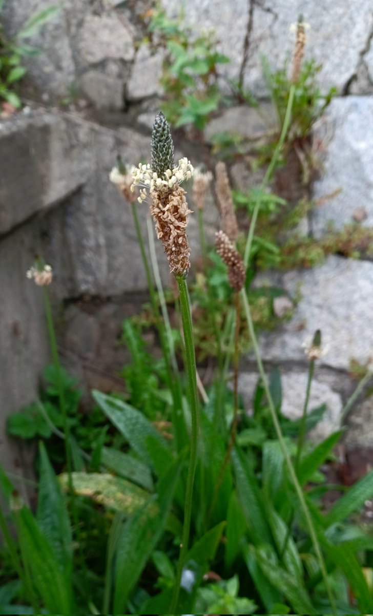Zoe Devlin (@zoedev1174) on Twitter photo Ribwort Plantain at Killiney, Co Dublin today. <a href="/BioDataCentre/">Biodiversity Ireland</a> <a href="/BSBI_Ireland/">BSBI Ireland</a> <a href="/wildflower_hour/">wildflowerhour</a> Ribwort Plantain at Killiney, Co Dublin today. <a href="/BioDataCentre/">Biodiversity Ireland</a> <a href="/BSBI_Ireland/">BSBI Ireland</a> <a href="/wildflower_hour/">wildflowerhour</a>
