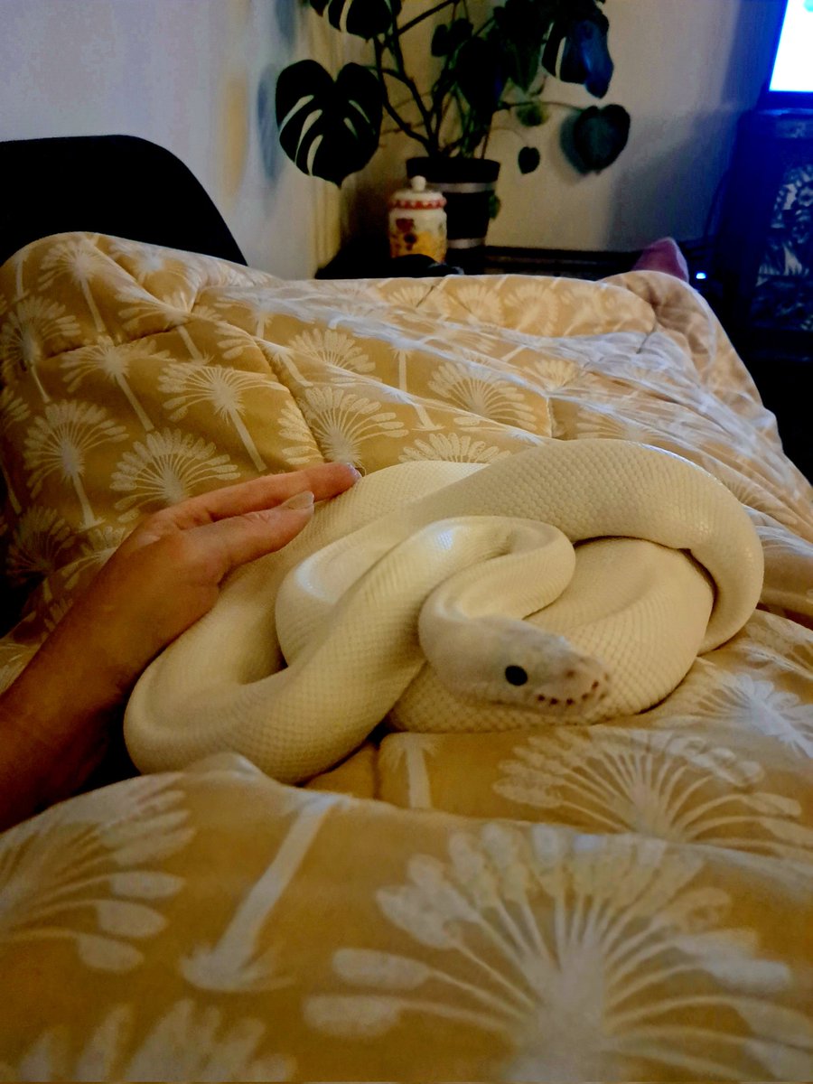 Tess Schomper tweet media