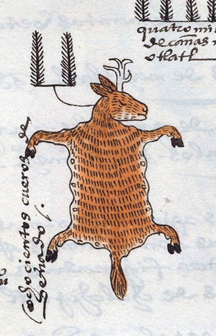 Myth: The #Aztecs/#Mexica killed animals indiscriminately Mythbuster: 'When on a hunt, it was necessary to ask the gods for permission to kill an animal, and the number of 'victims' had to be commensurate with the hunter's needs, otherwise he would be punished' (Florentine Codex)