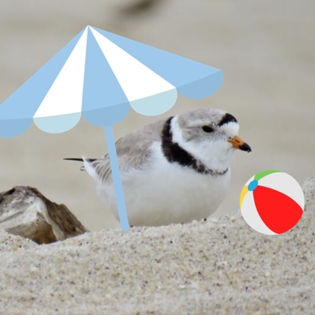 Just like many of you, piping plovers are escaping the cold and migrating down south for the winter! Plovers prefer the warmer weather of southern Atlantic and Gulf coast states, as well as the Bahamas and Cuba. Where do you travel to escape the cold?