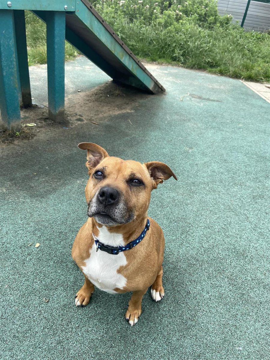 AdoptionsUk's tweet photo. Please retweet to help Ruby find a home #LANCASHIRE #UK
 Affectionate Staffordshire Bull Terrier aged 8.  She walks well n the lead and loves a tasty treat. She can live with children aged 13+ as the only pet.
DETAILS or APPLY👇 
https://t.co/VvD6WeTbFM…… #dogs https://t.co/PWHgFSiSae