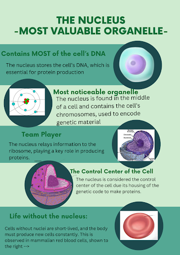 _HeartOfTheCell's tweet photo. Vote for the organelle that can maintain control! @murphyapbio https://t.co/Xt9PZGQs4U