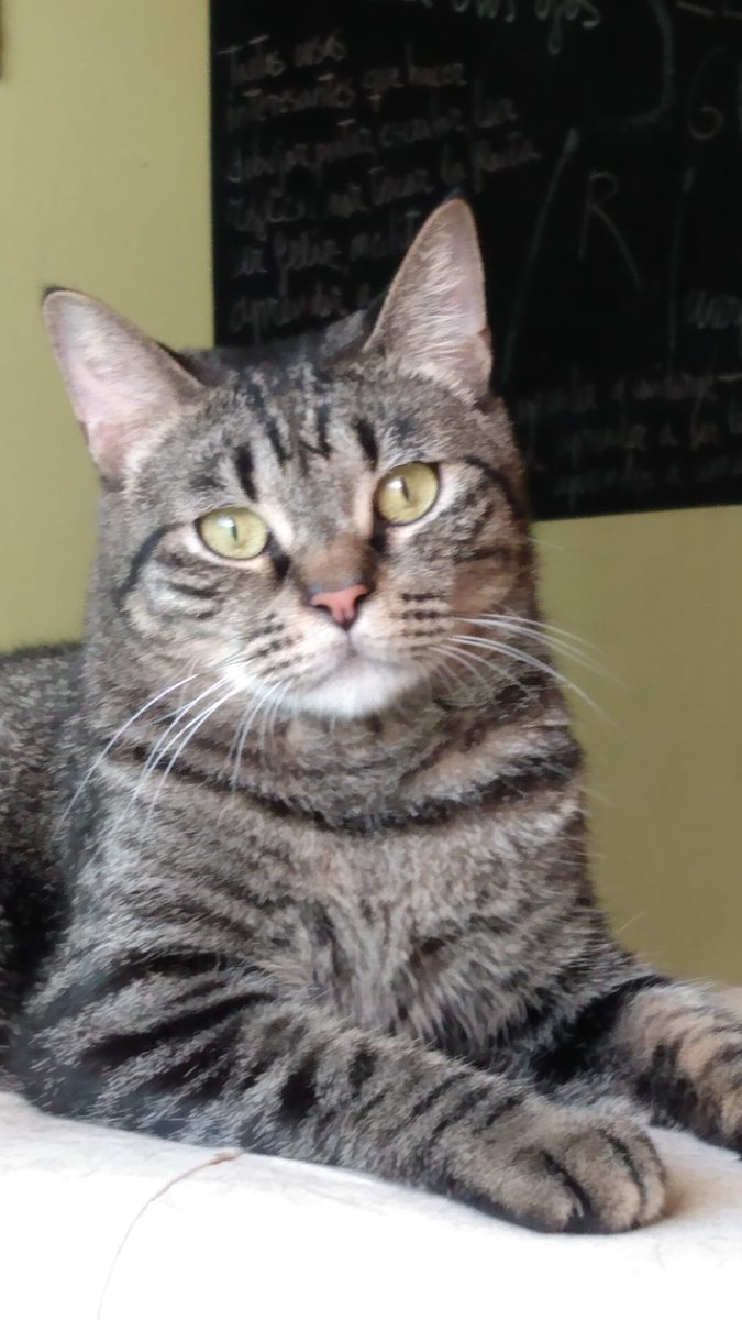 #Four tiene 2 años y lleva con nosotras desde bebé esperando una #familia 😓
Es un #gato tímido y tranquilo, y si le das una #oportunidad se convertirá en tu mejor #CompañeroDeVida 🤗
📧 adopciones@adaana.com
#Valencia #AdoptaNoCompres #AdoptDontShop #CatsofTwitter #AmorGatuno