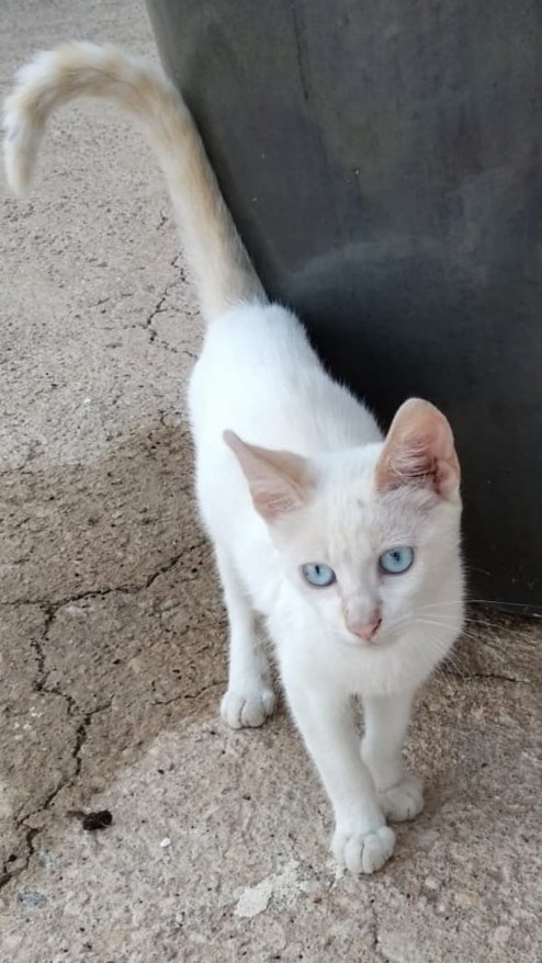 Gatito precioso de dos meses abandonado/perdido cerca de nuestro refugio. Muy cariñoso, ahora en casa de acogida. Busca un hogar. #APEA #Benaguasil #GatosDeX #CatsOfX #adopcionresponsable #AdoptaNoCompres
