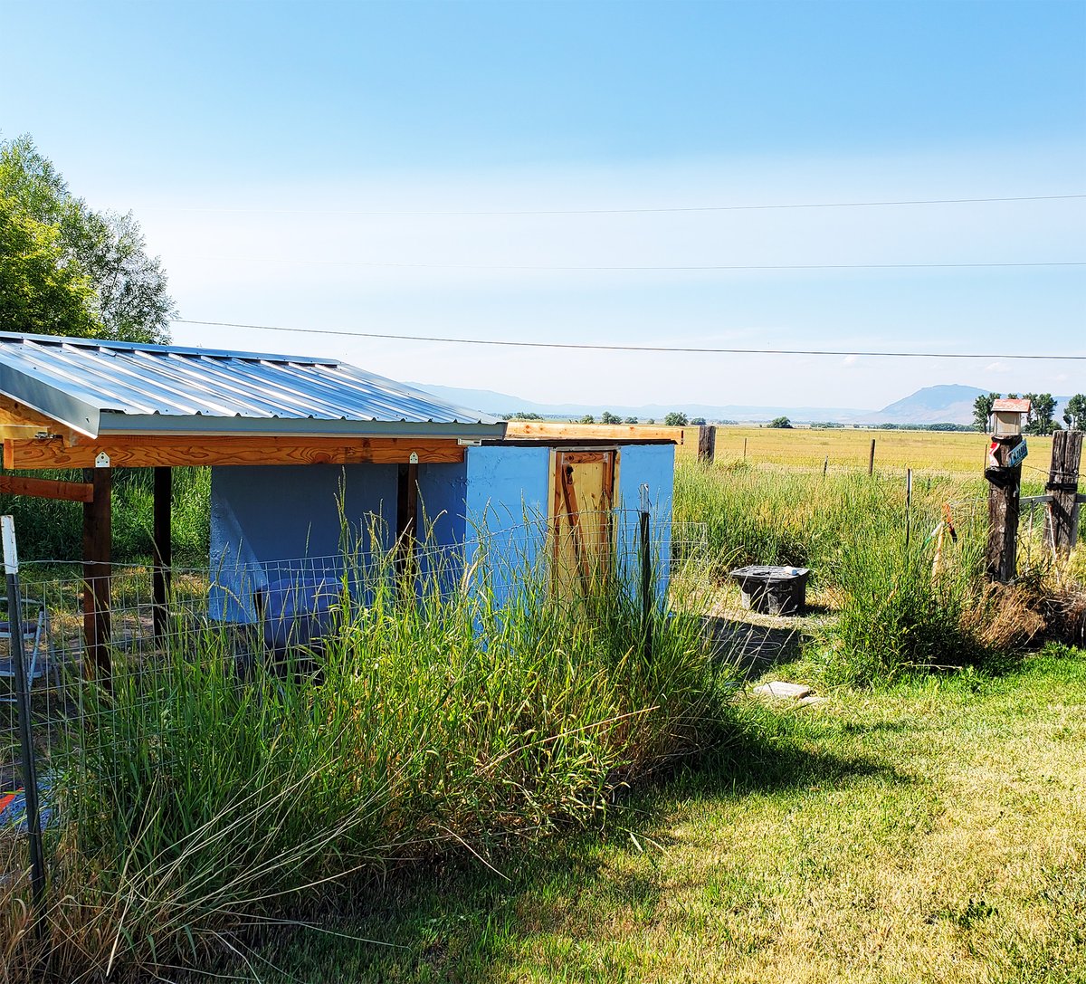 freedomfeens's tweet photo. My AstroHut (roll-off-roof observatory) with our sheep flock napping after breakfast.
Someone told me it looks like a gnome's home.
I joke "It's where the shepherd lives."
@NebulaPhotos
#Bortle2 https://t.co/sGFyy9GZlt