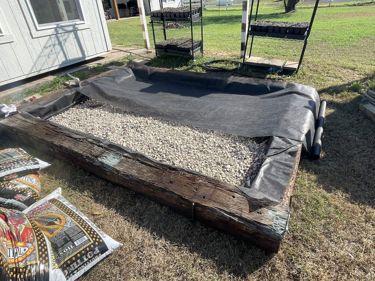 AggieCentury's tweet photo. Finished planting all of the acorns harvested from #CenturyTree. 1 huge bed & 18 racks of trays. Trying to keep them watered during this crazy heat. #AggieCenturyTree @suttonturner https://t.co/IhH8pTIqQv