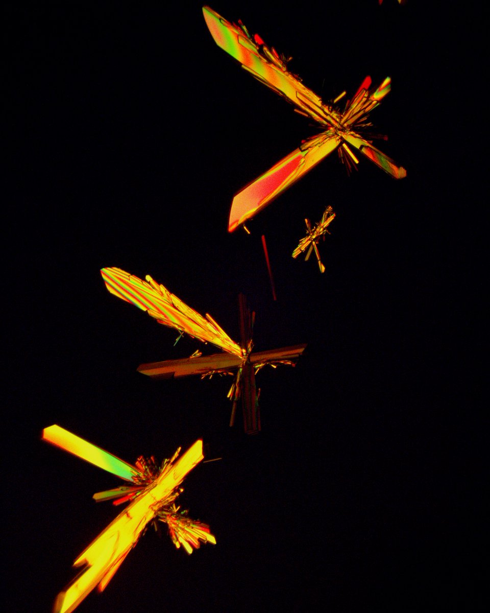 ivan_amato's tweet image. Two-amino-acid Snow. Two amino acids, glutamine and alanine, recrystallized from solution onto a microscope slide into discrete crystal formations. One reminded me of a drum major. Another grouping took on an entomological vibe. #scicomm #micrographs