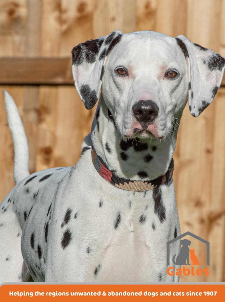 Shadow 9 mnth old Dalmatian, can live with 2 children 13+ poss a calm quiet dog, no cats, he's shy at first,loves toys, very active and would like someone at home with experience of nervous dogs, more info/adopt him from @Gablesdogscats UK #k9hour