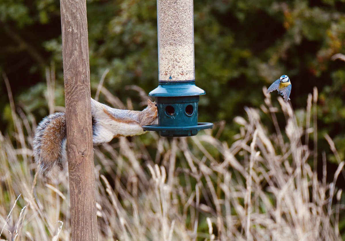 Kung Fu Tit bravely protecting the food stores <a href="/RSPB_BurtonMere/">RSPB Burton Mere Wetlands</a>