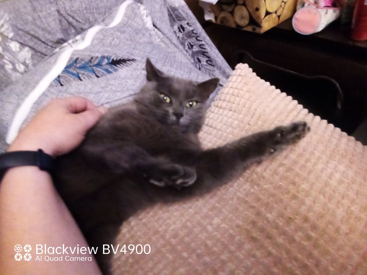 fredbibi's tweet image. Ke je fais la tête du chafou...ke la Numaine rigole. Ossi je la mords puis caliiiins. Tré bon chat.