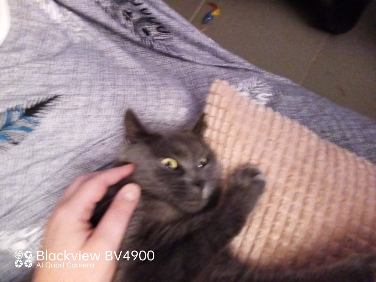 fredbibi's tweet image. Ke je fais la tête du chafou...ke la Numaine rigole. Ossi je la mords puis caliiiins. Tré bon chat.