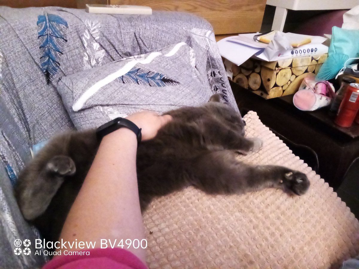 fredbibi's tweet image. Ke je fais la tête du chafou...ke la Numaine rigole. Ossi je la mords puis caliiiins. Tré bon chat.