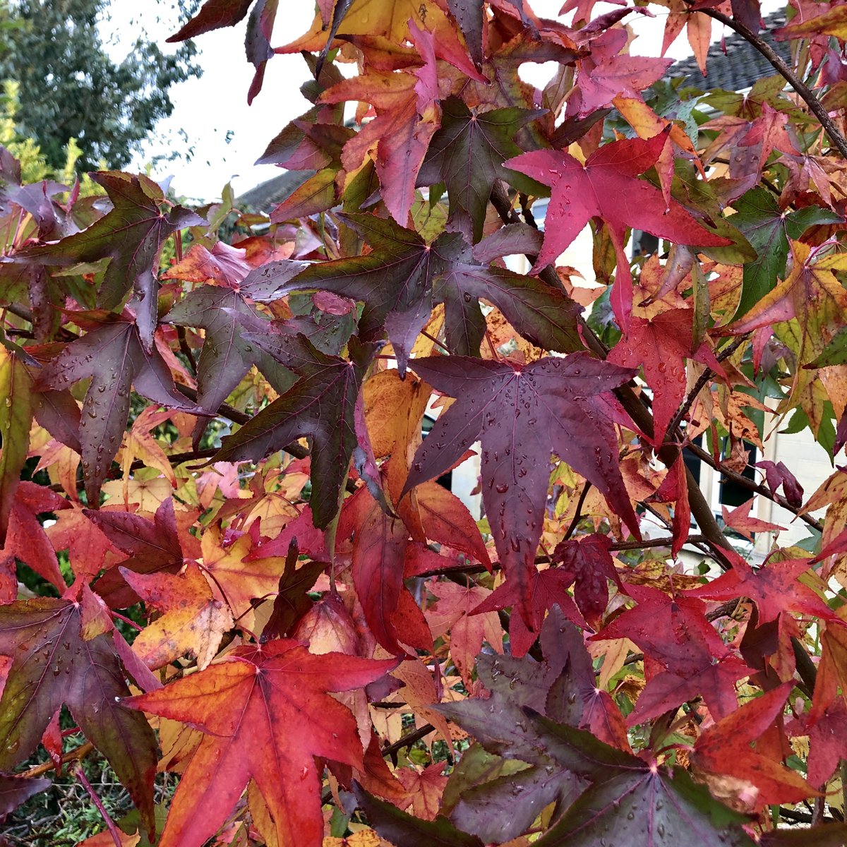PPGCBath's tweet photo. Liquidamber, the sweet gum tree could be the perfect choice for your garden.
Shining maple like leaves start to turn rich dark crimson in September & the colour can last right into December. One of the most stunning trees for autumn colour. #Bath #Widcombe #Priorpark https://t.co/OWpCbxuVlw